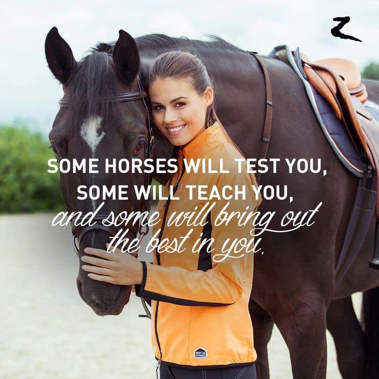 Quotes About Horses